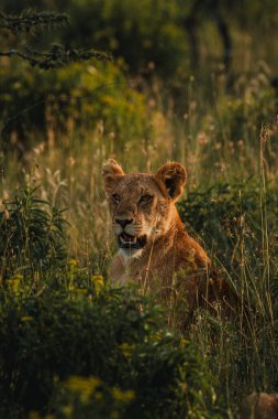 Yaşlı Pejeta 'nın akşam ışığında sinsi sinsi dolaşan dişi aslanlar..