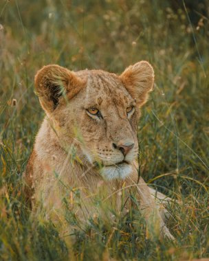 Lioness in repose, soft gaze, Ol Pejeta Conservancy. clipart