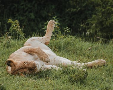 Rahat dişi aslan sırtüstü uzanıyor, gururla dinleniyor, Masai Mara.