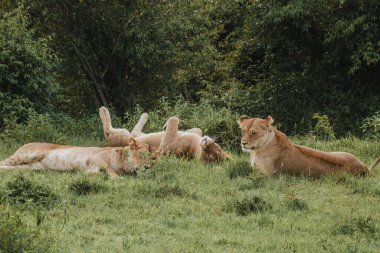 Rahat dişi aslan sırtüstü uzanıyor, gururla dinleniyor, Masai Mara.