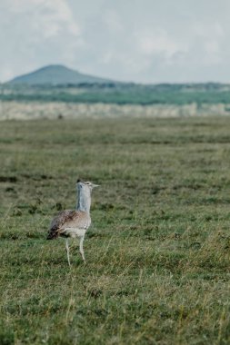 Kori bustard, Ol Pejeta çayırlarında yürüyor