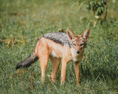 Çakal, yaşlı Pejeta 'nın altın saatinde sinsice dolaşıyor.