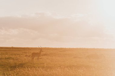 Lone impala standing in Ol Pejeta Conservancy clipart
