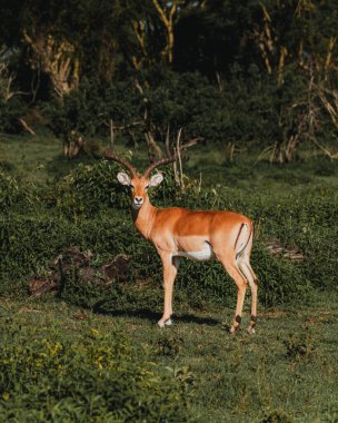 Masai Mara 'da boynuzlu Impala. Güneş ışığı.