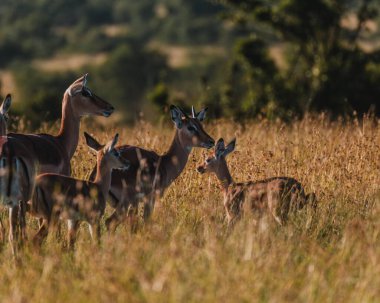 Altın Masai Mara otlarında İmpala sürüsü