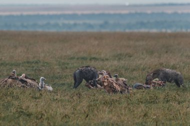 Hyenas and vultures sharing carcass in Masai Mara clipart