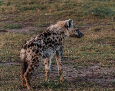 Alert hyena on Masai Mara plain at dusk clipart