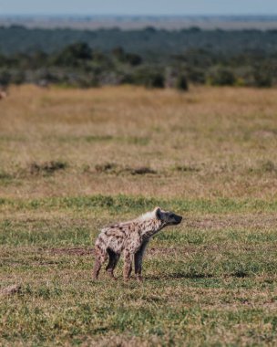 Genç benekli sırtlan Ol Pejeta çayırlarında