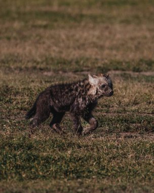 Genç benekli sırtlan Ol Pejeta çayırlarında