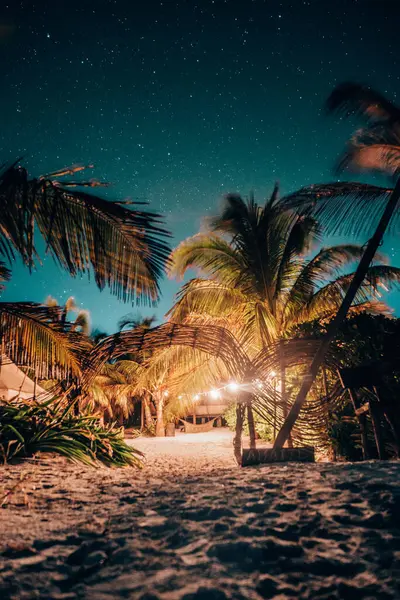 Tulum 'da yıldızlı gökyüzü altında palmiyeleri olan ay ışığı plajı.
