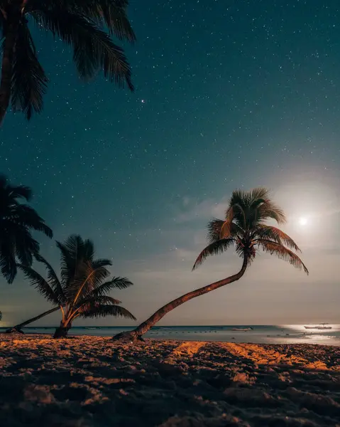 stock image Moonlit beach with palms under starry sky in Tulum