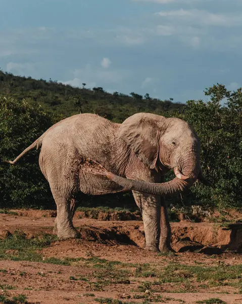 stock image Elephant joyfully dusting in the Masai Mara wilderness