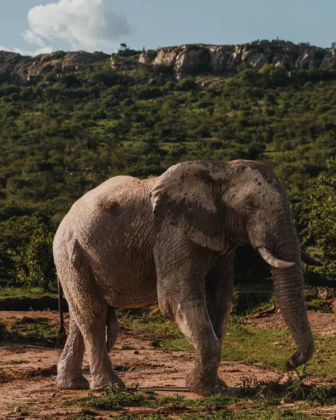 stock image Stately male elephant against Masai Mara's rocky hills