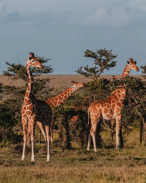 Kenya, Ol Pejeta 'nın enginliğinde kaynaşan zürafa sürüsü.