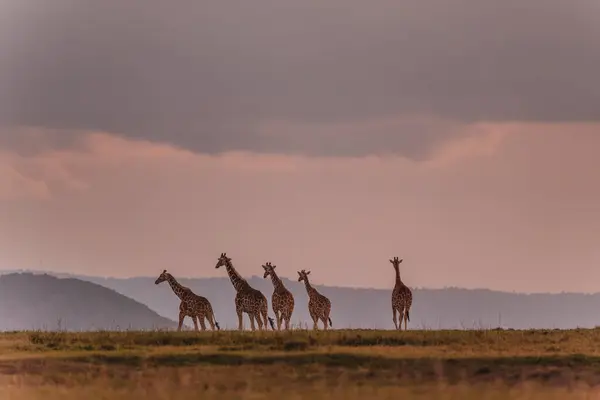 Ol Pejeta Koruma Alanında karamsar bir gökyüzü altında zürafa alayı