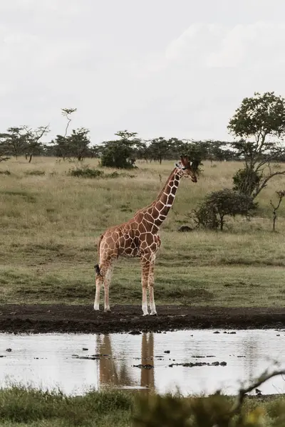 stock image Giraffe at a peaceful watering hole, Ol Pejeta Conservancy, Kenya