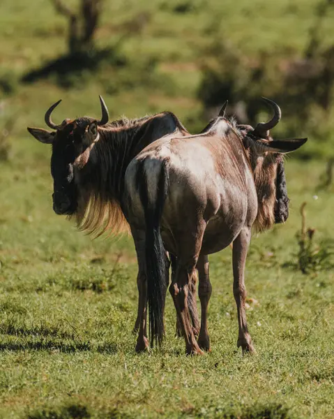 stock image Wildebeest looking back in the verdant Masai Mara