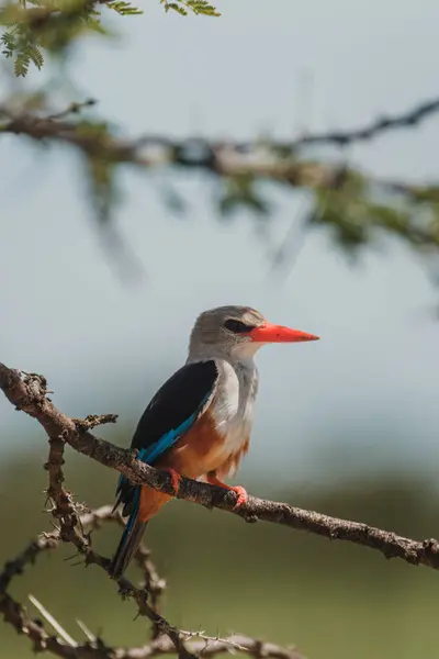stock image Grey-headed kingfisher perched on a thorny branch, Masai Mara