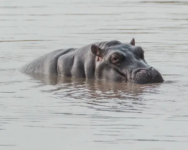 Nehrin dibini gözetleyen su aygırı, Masai Mara