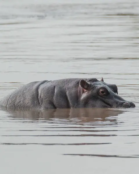 stock image Submerged hippo peeking in river, Masai Mara