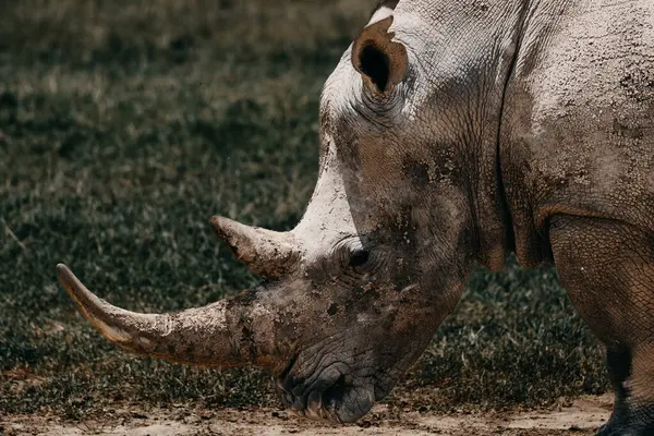 Doğal ortamda Güney Beyaz Gergedan, Ol Pejeta Koruma Alanı