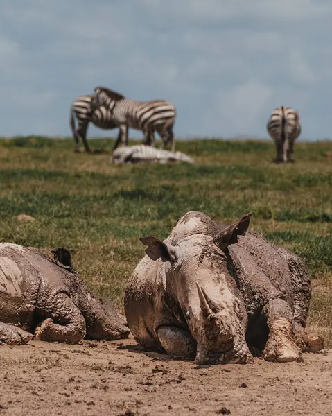 stock image Rhinos wallowing in mud, zebras in background, Kenya