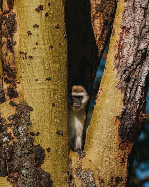 Подглядывающая обезьяна, спрятанная на дереве, Масаи Мара