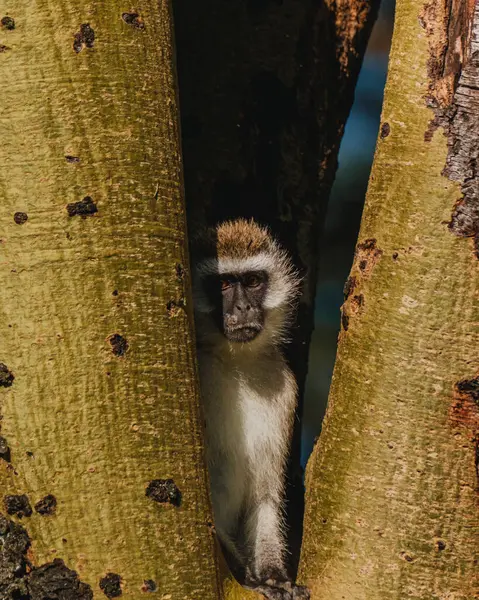 stock image Peeking vervet monkey, hidden in a tree, Masai Mara