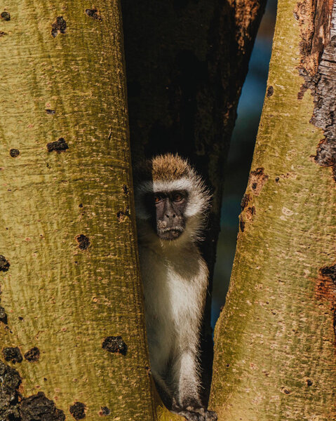 Подглядывающая обезьяна, спрятанная на дереве, Масаи Мара