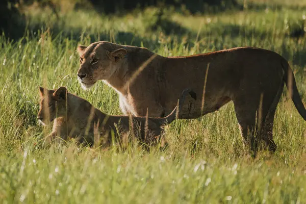 Dişi aslan ve yavru sinsice otların arasında ilerliyorlar, Masai Mara.