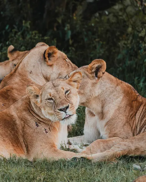 stock image Tender moment between lioness and cub in greenery