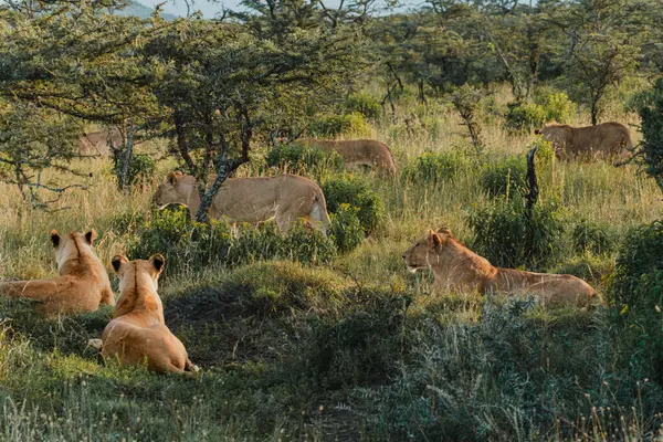 Aslan sürüsü Ol Pejeta Koruma Alanında dinleniyor.