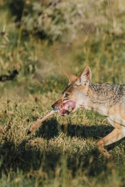 stock image Jackal with antelope prey in Ol Pejeta Conservancy