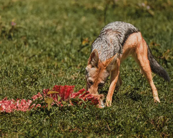 Çakal, Masai Mara 'da bir leşle ziyafet çekiyor.