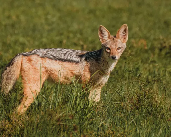 Çakal, yaşlı Pejeta 'nın altın saatinde sinsice dolaşıyor.