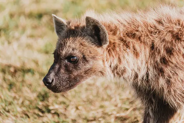 Sırtlan bakışları, Masai Mara çayırları