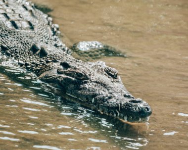 Sudaki bir timsahın yakın çekimi, terazisinin detaylı dokusunu gösteriyor, Cozumel, Meksika