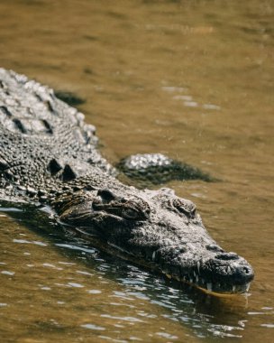 Sudaki bir timsahın yakın çekimi, terazisinin detaylı dokusunu gösteriyor, Cozumel, Meksika
