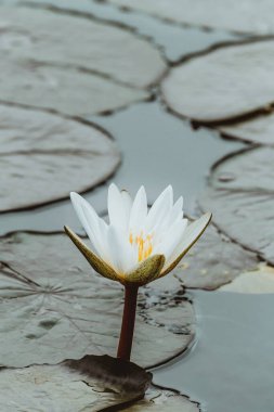 Zarif beyaz su zambağı sakin bir gölette çiçek açıyor, Cozumel, Meksika