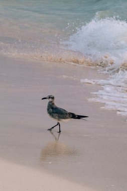 Kumsalda yürüyen deniz kuşu, Playa Del Carmen, Meksika