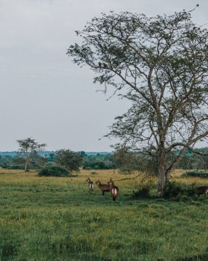 A tranquil scene of waterbucks grazing in Uganda's lush grasslands clipart