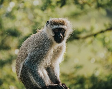 Kraliçe Elizabeth Ulusal Parkı 'nda Vervet Maymunu, Uganda