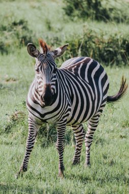 Uganda 'da uzun otlar içindeki Zebra