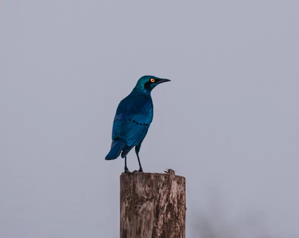 stock image Splendid Starling perched, its iridescence dazzling in Uganda's wild