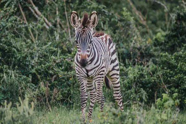 stock image Calf of Plains Zebra - Mburo National Park - Uganda