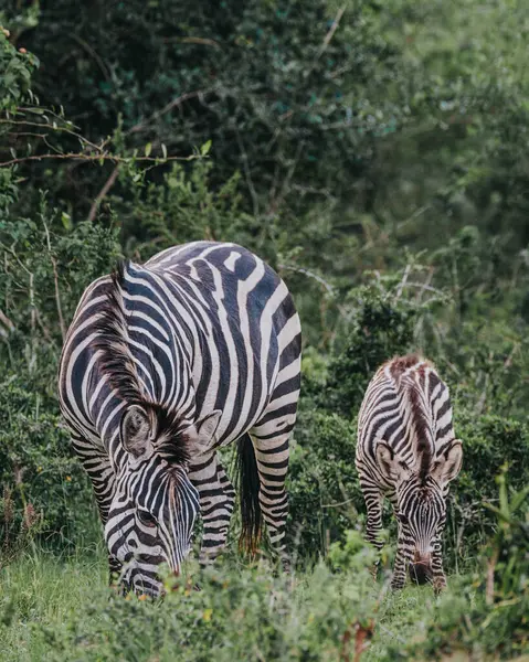 Buzağıyla sade zebra - Mburo Ulusal Parkı, Uganda