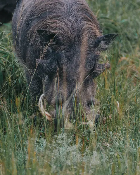 stock image Warthog in Ugandan grasslands