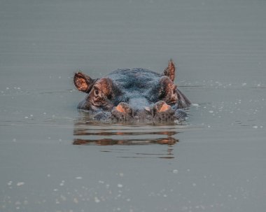 Kazinga Kanalı 'nda su aygırı Kraliçe Elizabeth Ulusal Parkı, Uganda