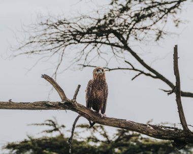 Vigilant Wahlberg's Eagle perched in Uganda's wilderness clipart