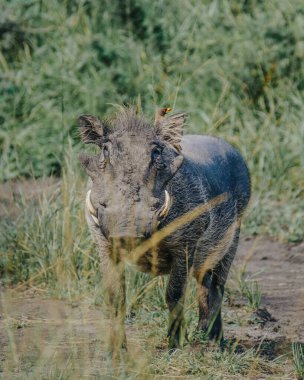 Çamurlu yaban domuzu ve Ugandalı çayırlarda öküz adam.
